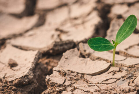 Empat Tips agar Bisnismu tetap Berkembang disaat Pandemi