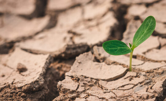 Empat Tips agar Bisnismu tetap Berkembang disaat Pandemi